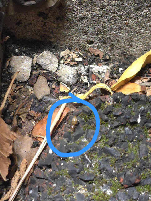 Flight image for Brachymyrmex depilis on 27 Sept 2025