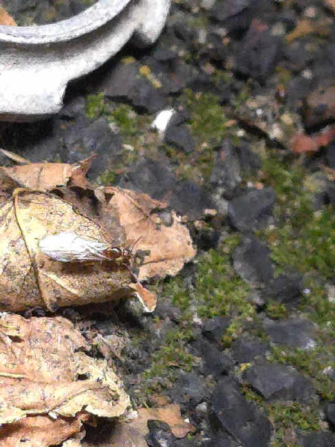 Flight image for Brachymyrmex depilis on 26 Sept 2025