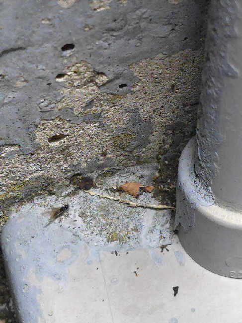 Flight image for Lasius Claviger  on 30 Sept 2025