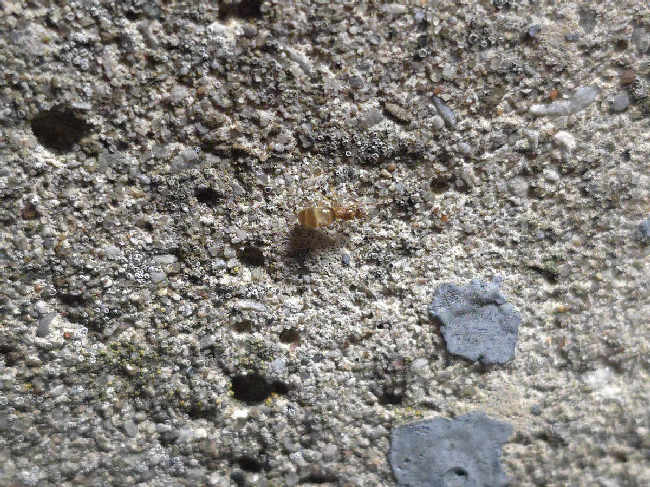 Flight image for Brachymyrmex depilis on 15 Sept 2025