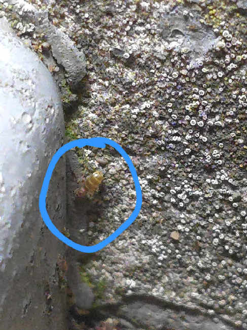 Flight image for Brachymyrmex depilis on 24 Sept 2025