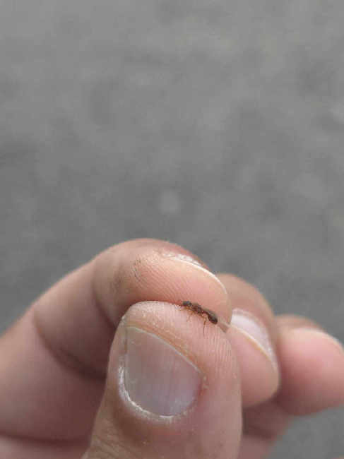 Flight image for Myrmica rubra on 23 Sept 2025