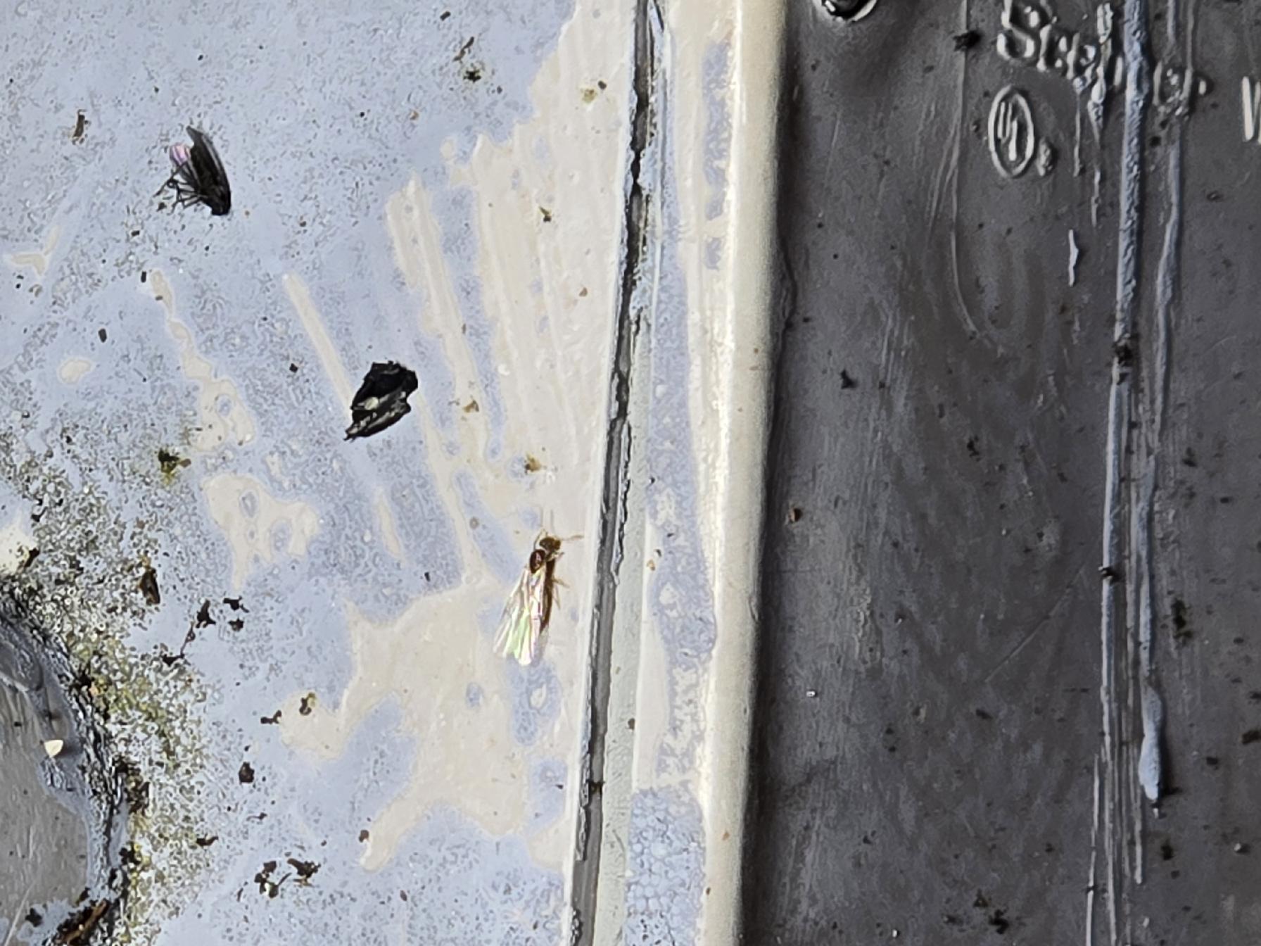 Brachymyrmex depilis