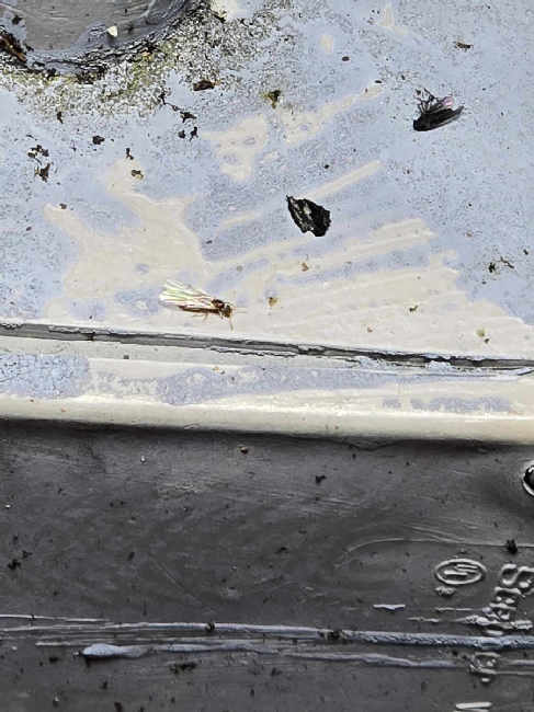 Flight image for Brachymyrmex depilis on 25 Sept 2025