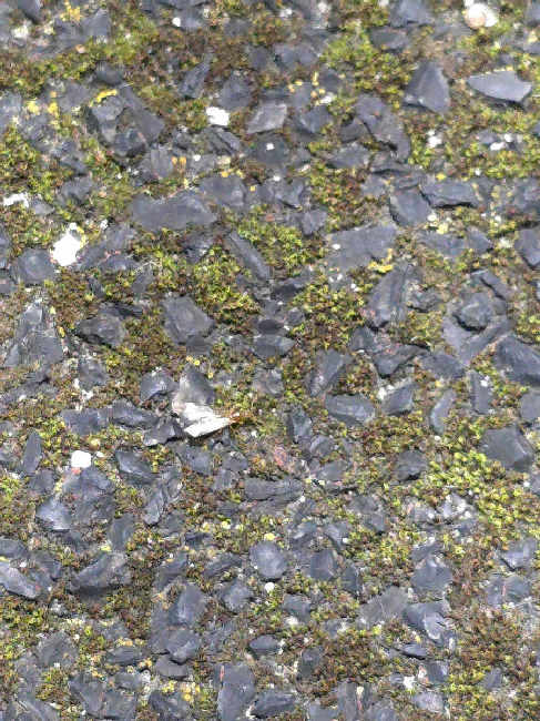 Flight image for Brachymyrmex depilis on 29 Sept 2025