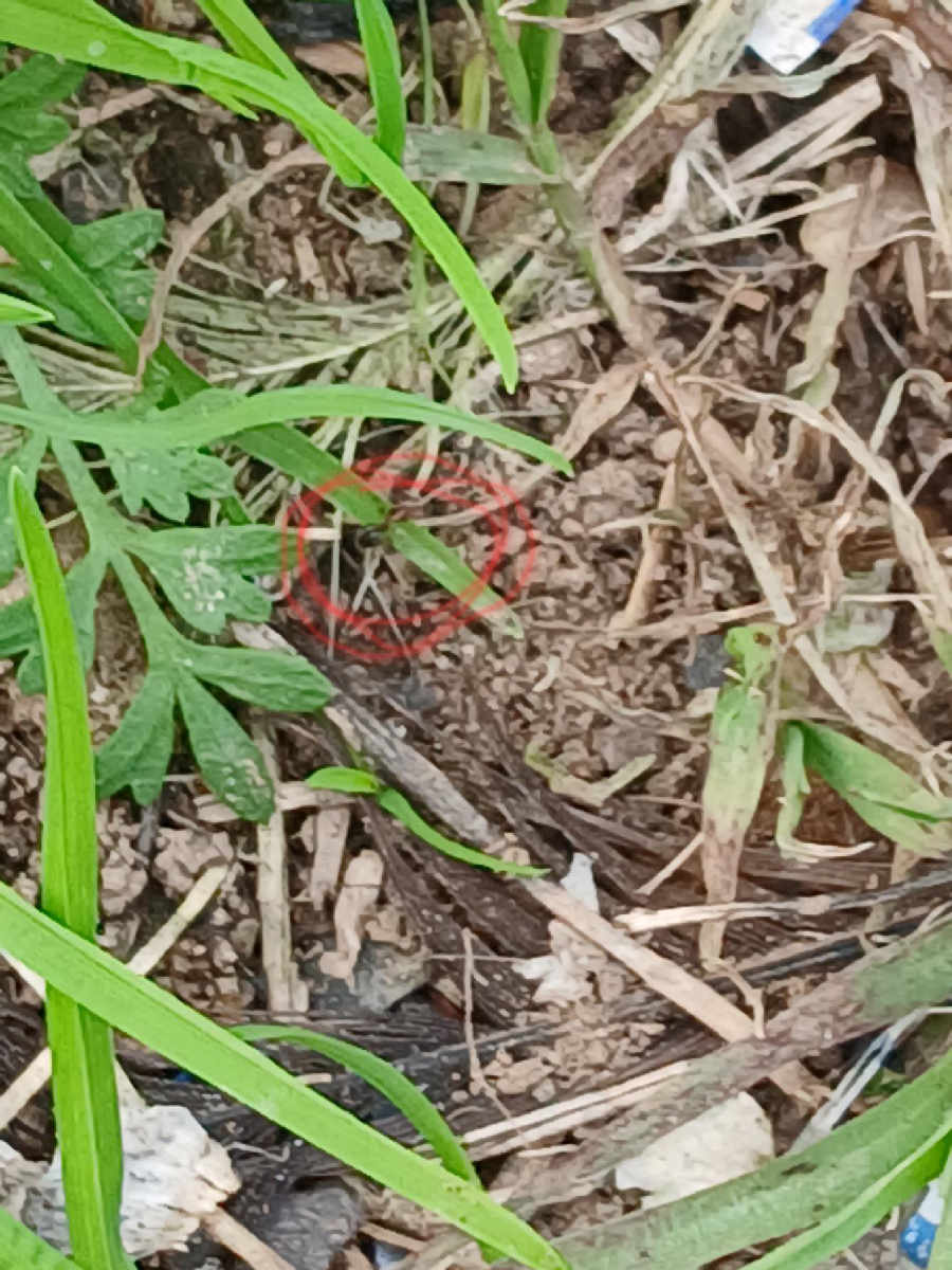 Flight image for Formicidae on 22 Dec 2025