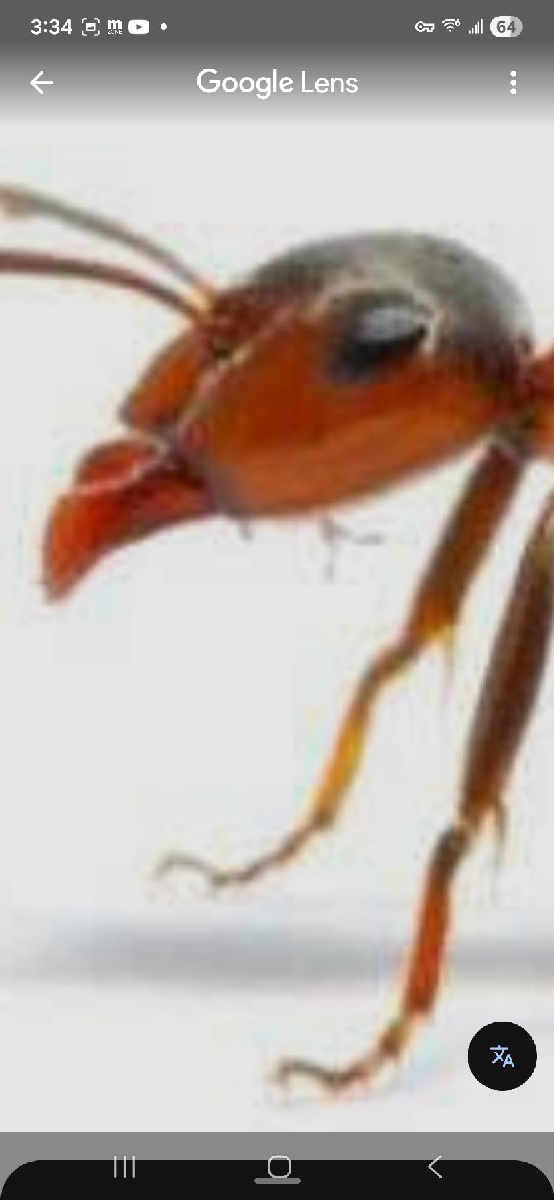 Flight image for Formicidae on 26 Feb 2026