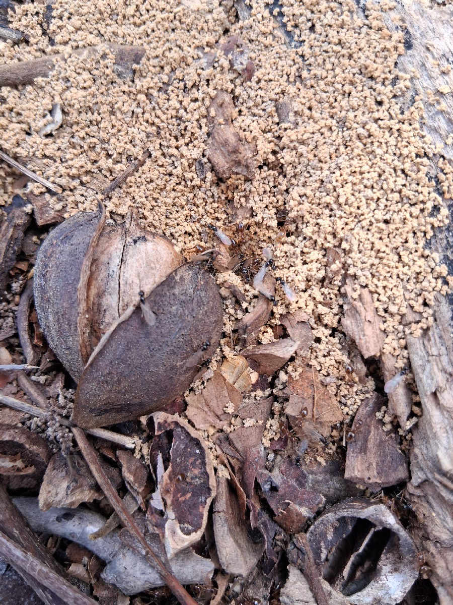 Flight image for Prenolepis imparis on 4 Mar 2026