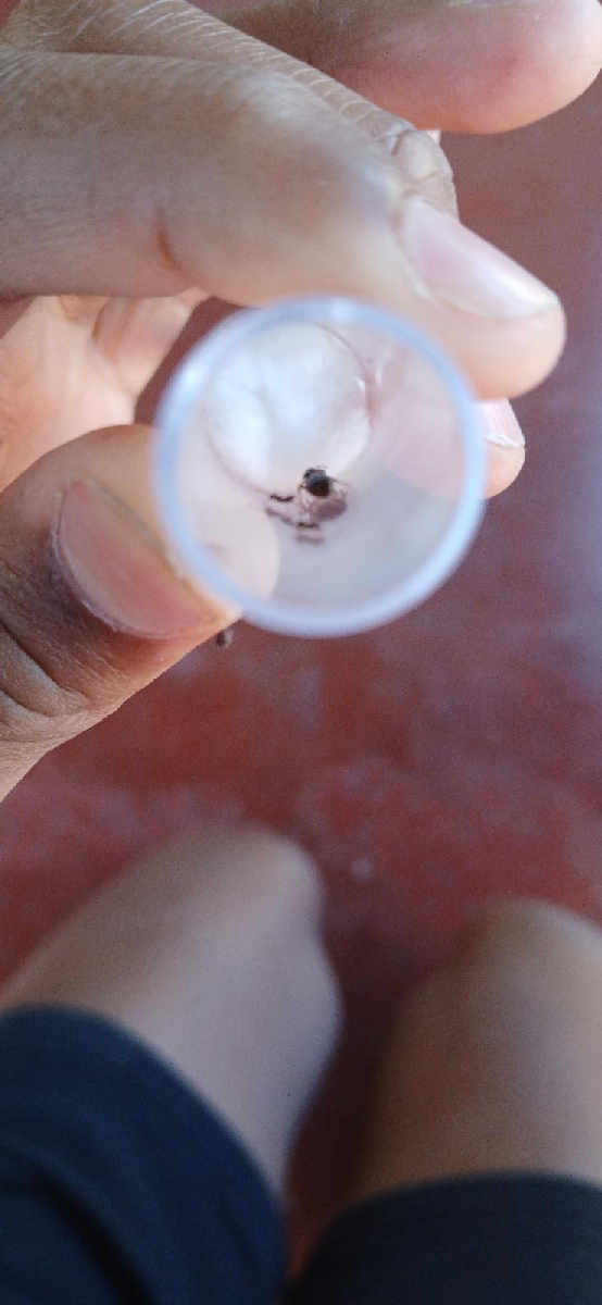 Flight image for Formicidae on 22 Feb 2026