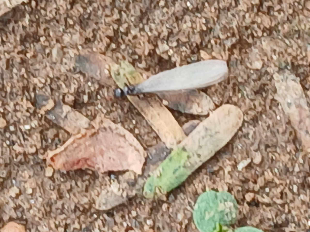 Flight image for macrotermes bellicosus on 11 Feb 2026