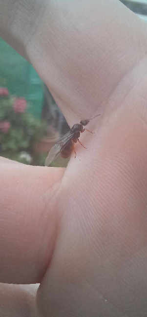 Flight image for Lasius flavus on 24 Aug 2025