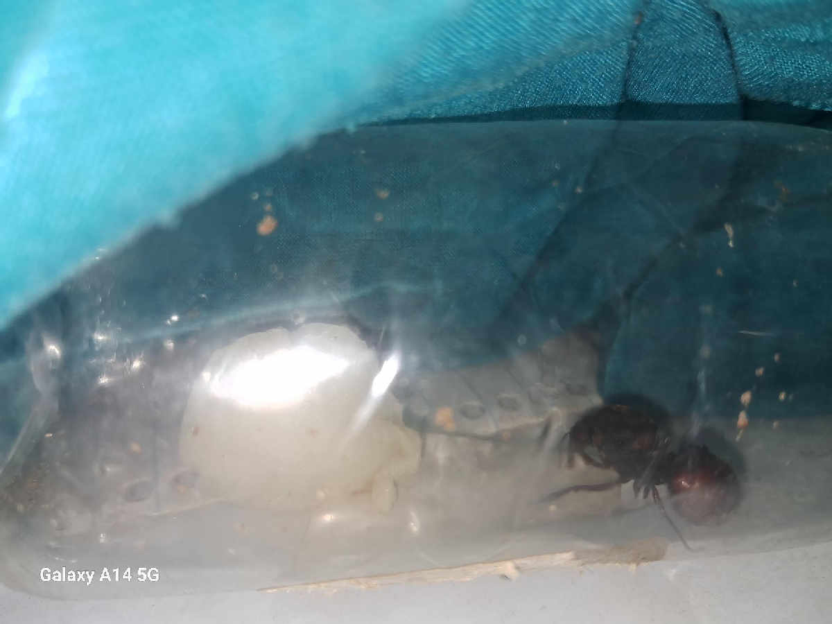 Flight image for culona on 25 Dec 2025