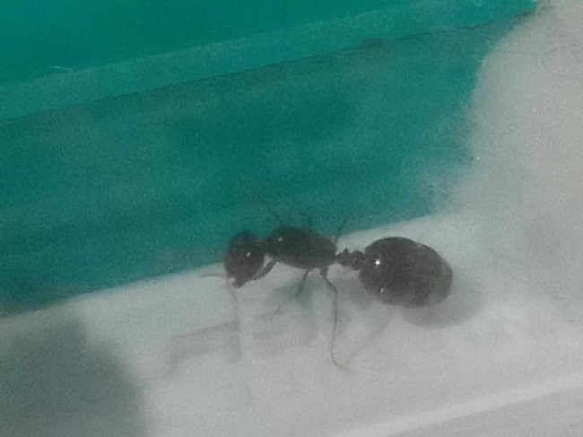 Flight image for solenopsis invicta  on 22 Nov 2025