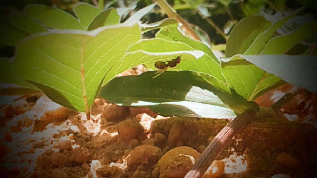 Flight image for Messor structor on 23 Oct 2025