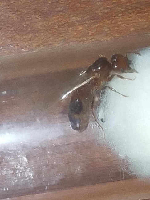 Flight image for solenopsis geminata  on 14 Sept 2025