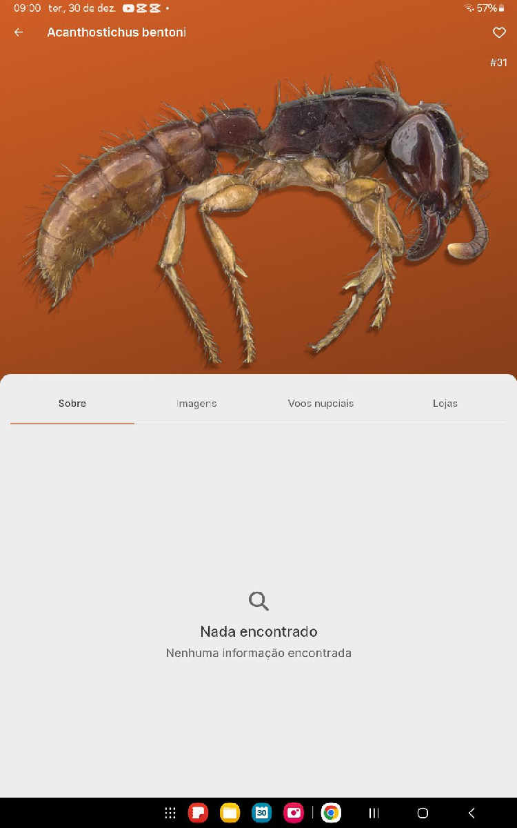 Flight image for Camponotus atriceps on 30 Dec 2025