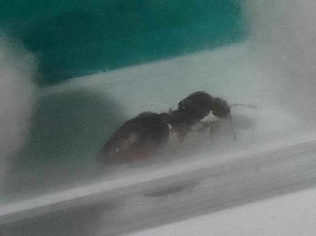 Flight image for crematogaster crinosa  on 22 Nov 2025