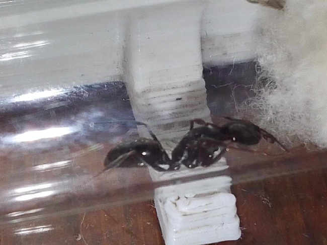 Flight image for Odontomachus mormo on 11 Aug 2025