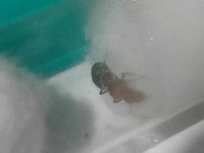 Flight image for Camponotus lindigi on 22 Nov 2025