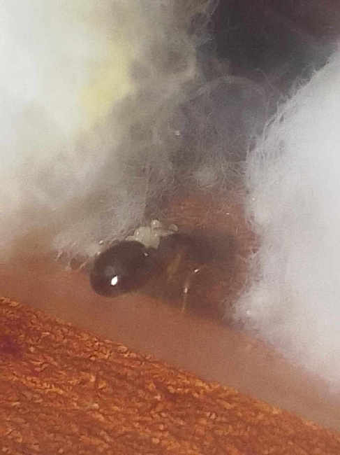 Flight image for Messor structor on 10 Sept 2025