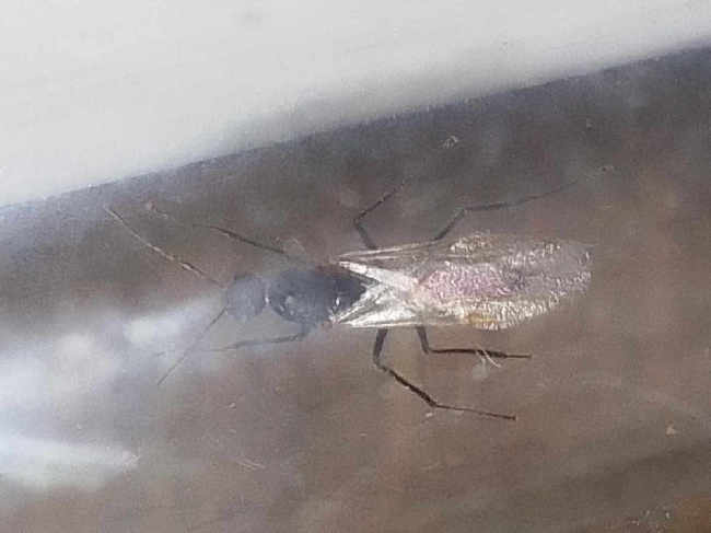 Flight image for Camponotus pennsylvanicus on 11 Aug 2025