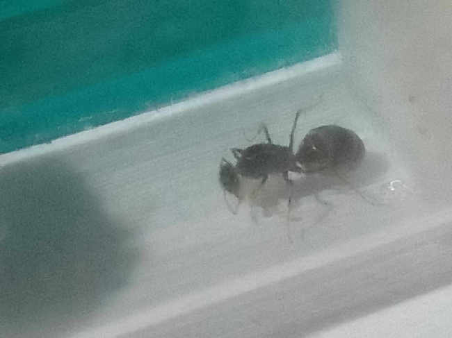 Flight image for hormiga argentina  on 22 Nov 2025