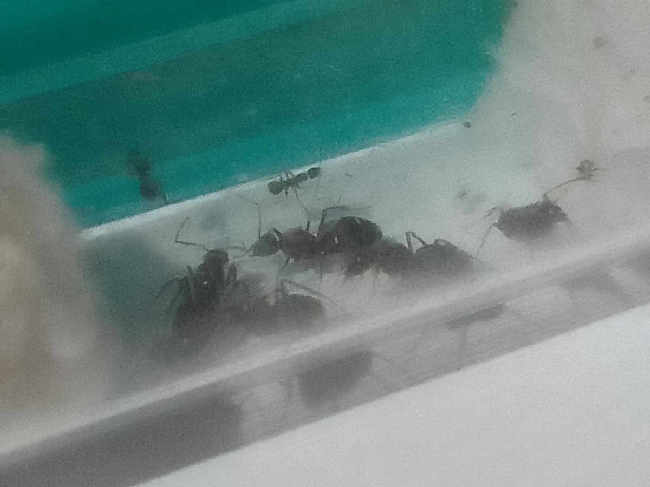 Flight image for hormiga loca  on 22 Nov 2025