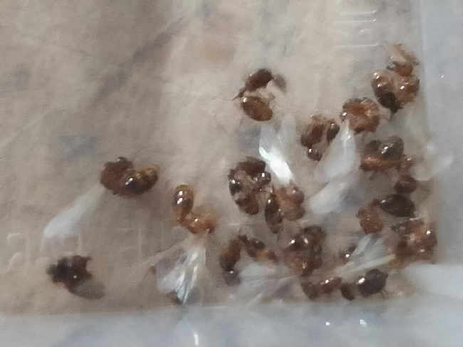 Flight image for solenopsis geminata  on 24 Oct 2025