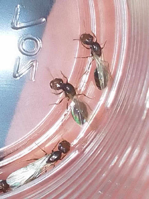 Flight image for solenopsis invicta  on 28 Sept 2025