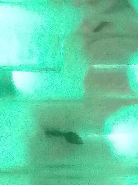 Flight image for crematogaster crinosa on 14 Nov 2025