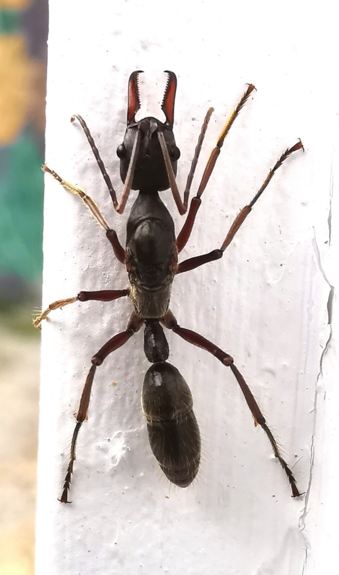 Neoponera cf. rostrata
