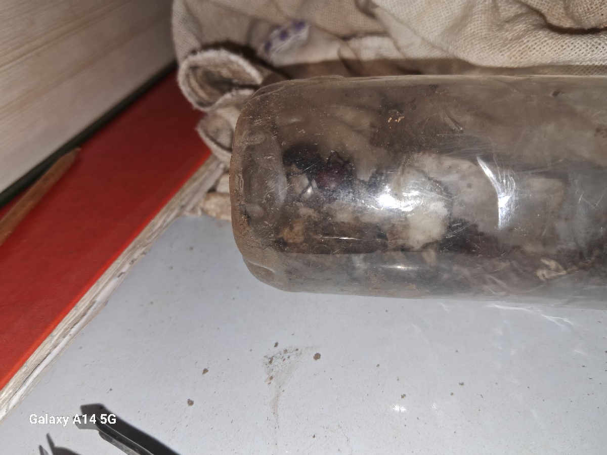 Flight image for Formicidae on 20 Jan 2026