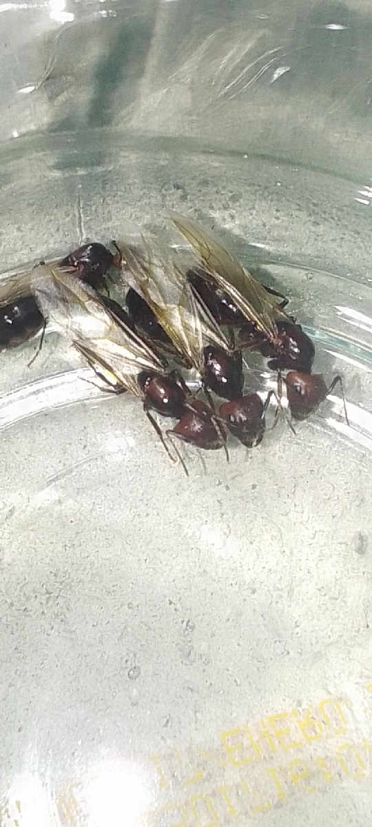 Flight image for camponotus on 28 Feb 2026