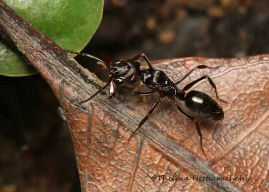 Flight image for Formicidae on 14 Feb 2026