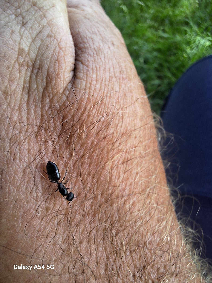 Flight image for Formicidae on 27 Dec 2025