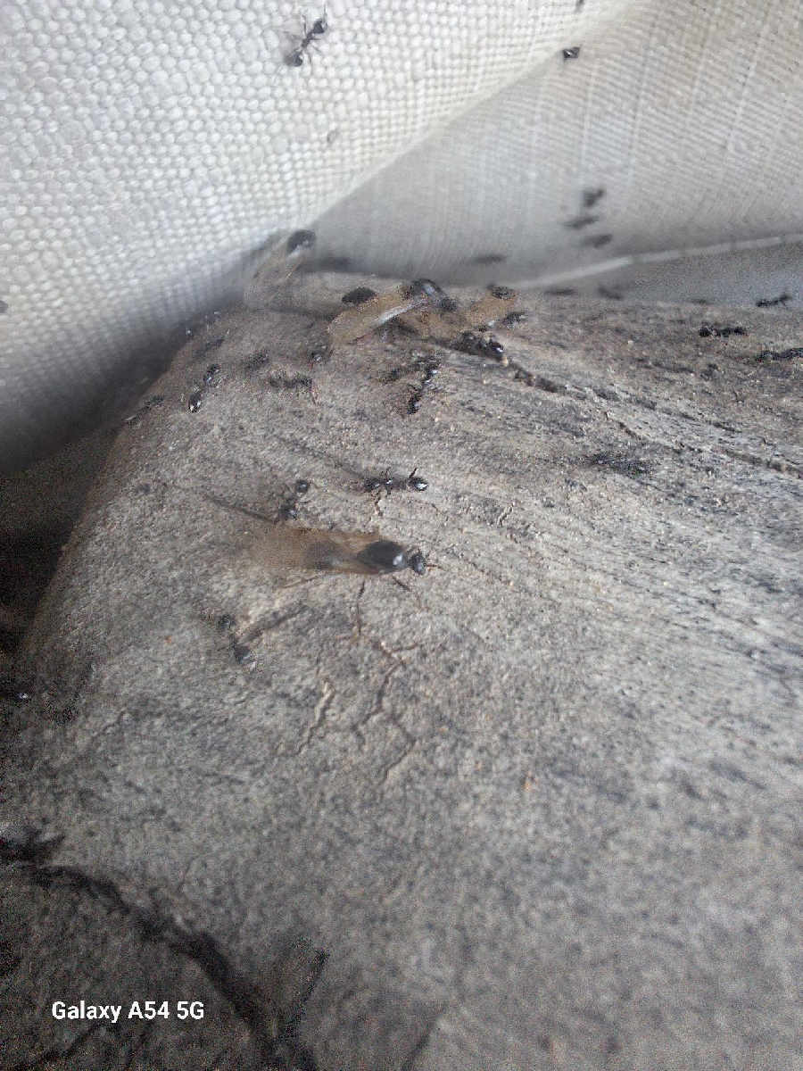 Flight image for Formicidae on 8 Jan 2026