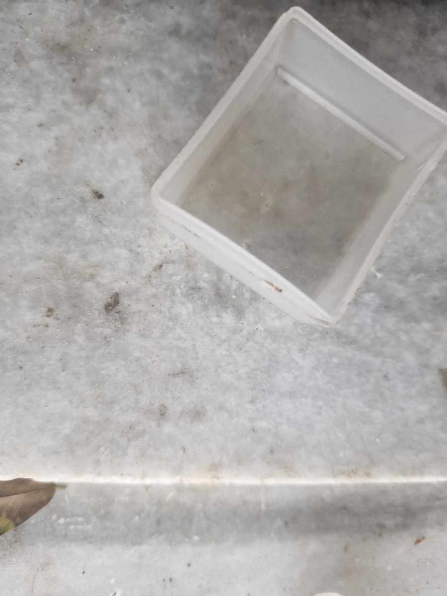 Flight image for Formicidae on 29 Jan 2026