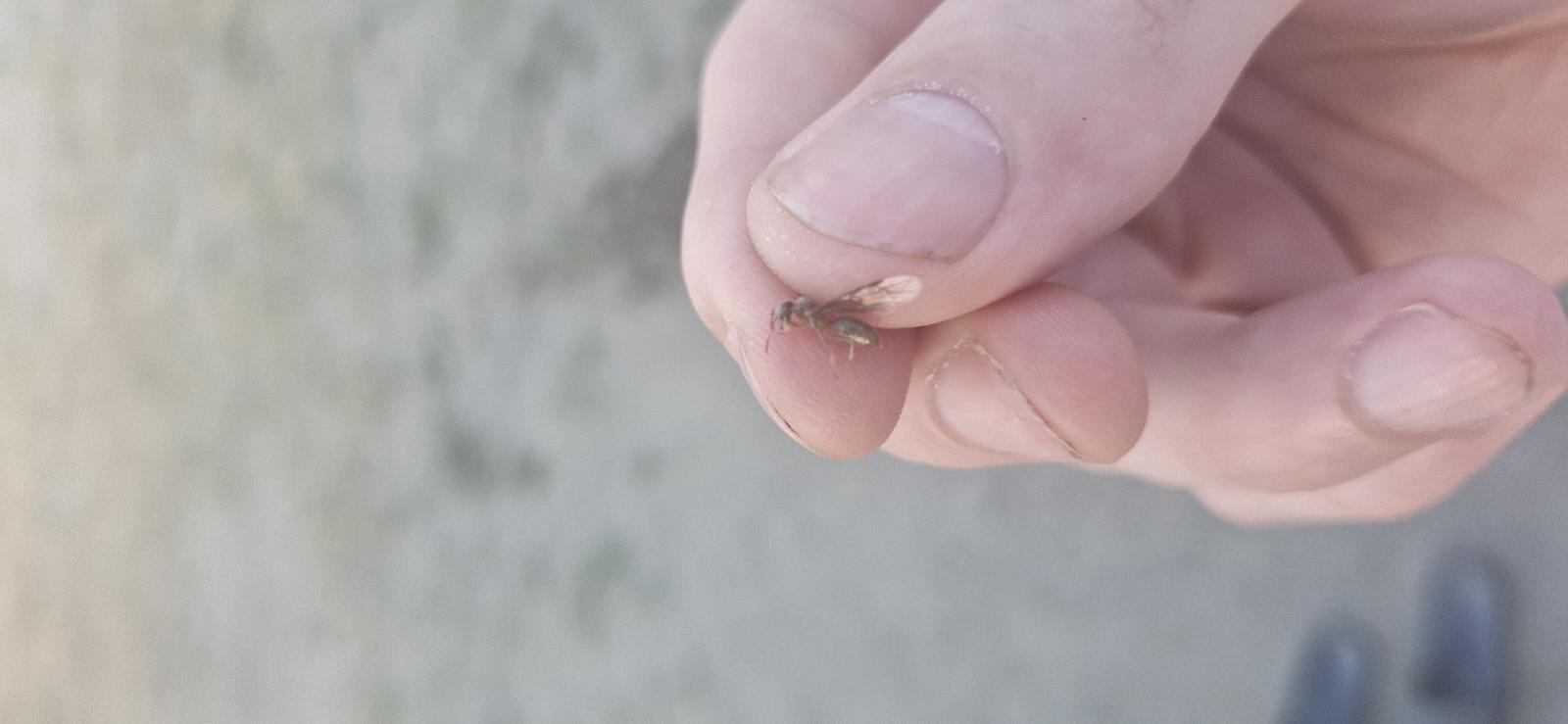 Lasius umbratus group