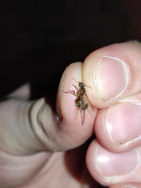 Flight image for Lasius emarginatus on 4 Aug 2025