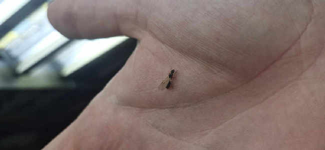 Flight image for Tetramorium sp. on 27 Jun 2025