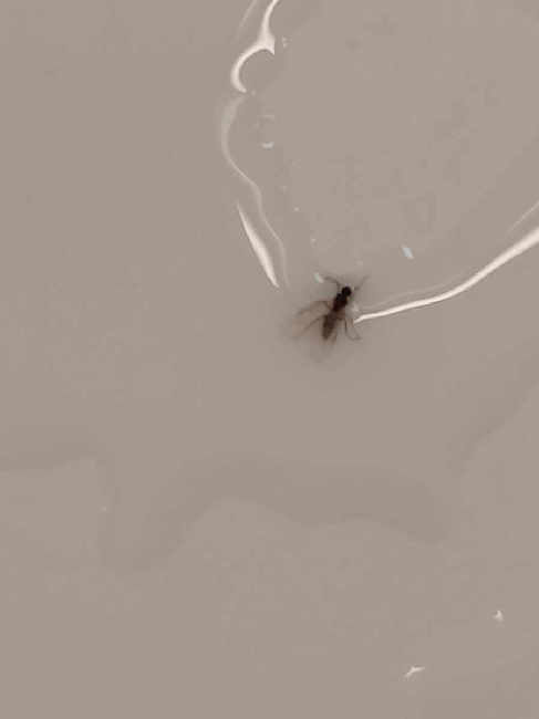 Flight image for Lasius sp. on 31 Jul 2025