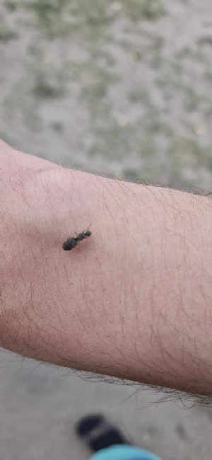 Flight image for Lasius brunneus on 18 Jun 2025