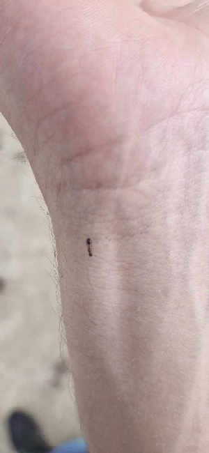 Flight image for Temnothorax sp. on 8 Jul 2025