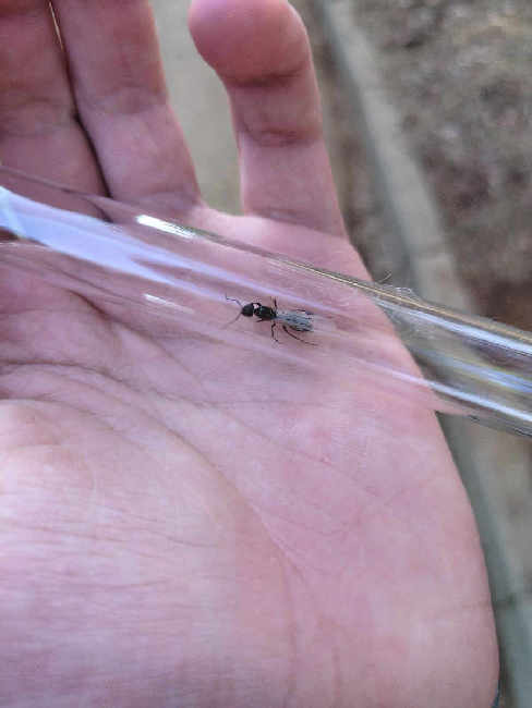 Flight image for Camponotus sp. on 17 Jun 2025