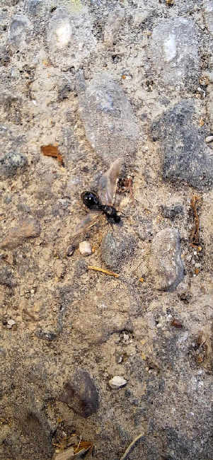 Flight image for Tetramorium sp. on 23 Jun 2025