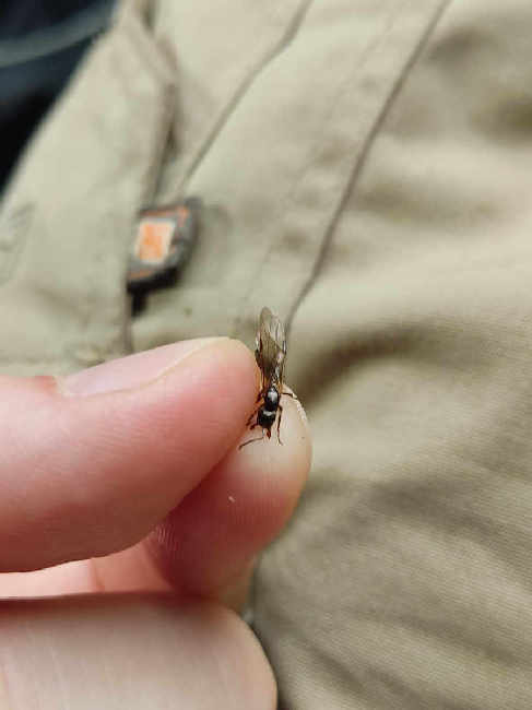 Flight image for coptoformica sp. on 31 Jul 2025