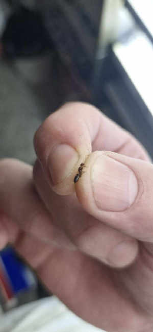 Flight image for Colobsis truncata on 27 Jun 2025