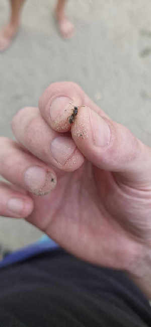 Flight image for Lasius umbratus group on 18 Jun 2025