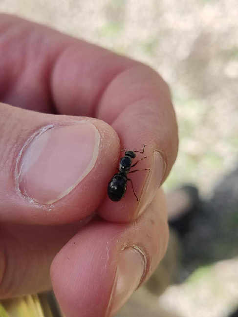 Flight image for Formica cf. picea on 31 Jul 2025