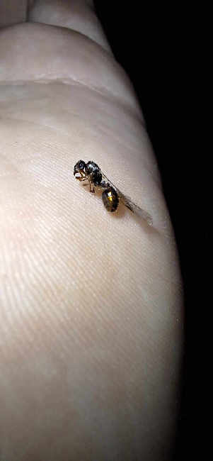 Flight image for Tetramorium sp. on 19 Jun 2025